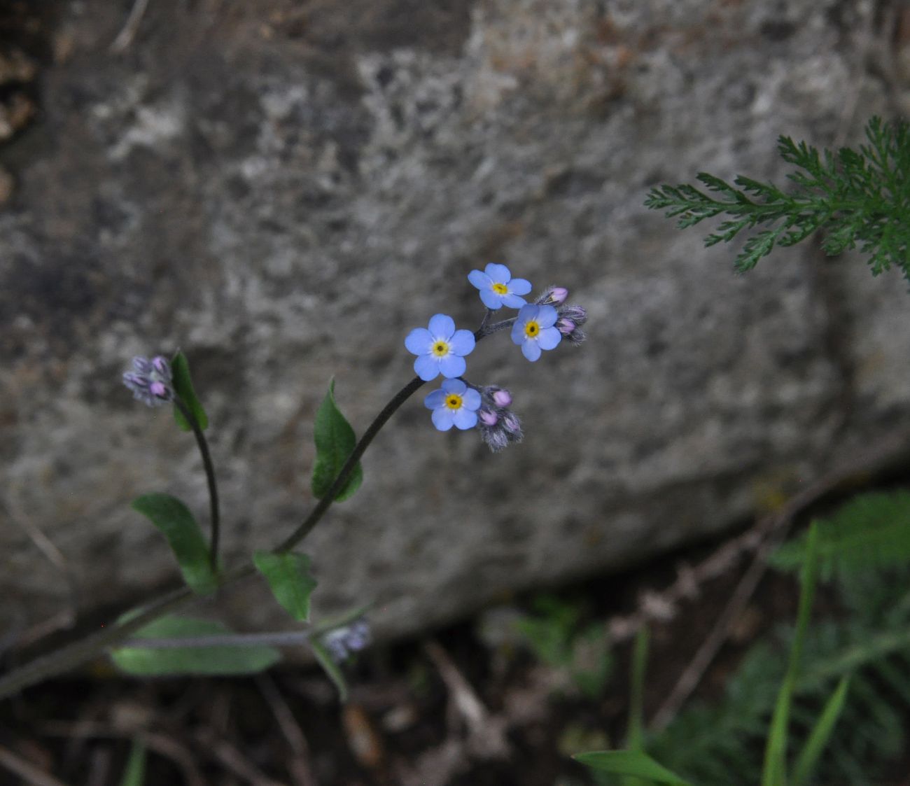 Изображение особи Myosotis sylvatica.