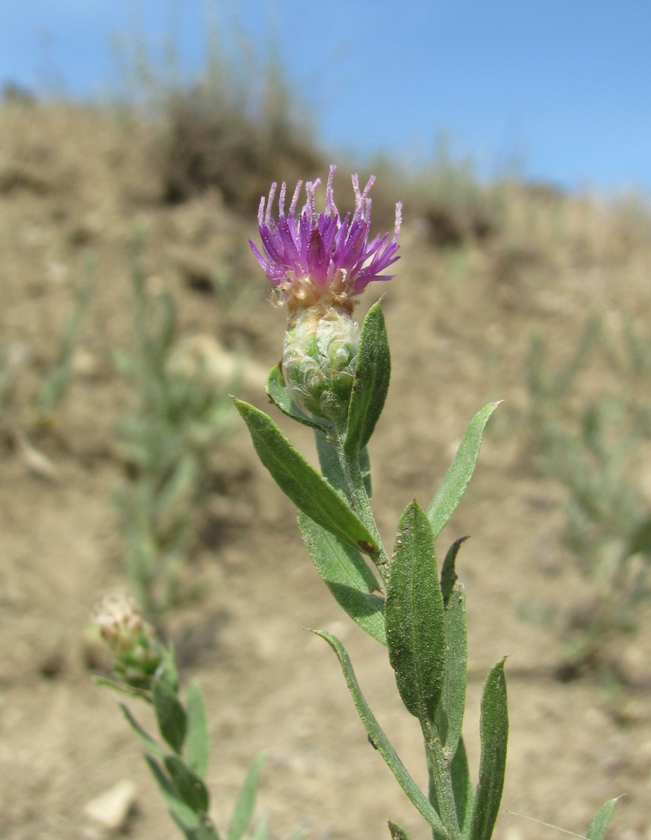 Image of Acroptilon repens specimen.