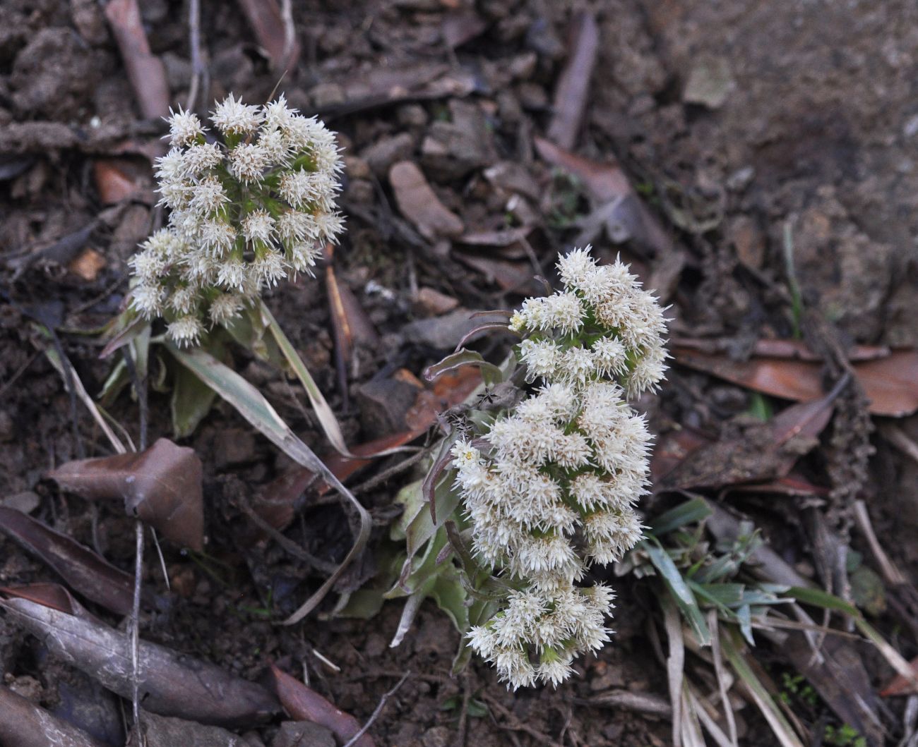 Изображение особи Petasites albus.