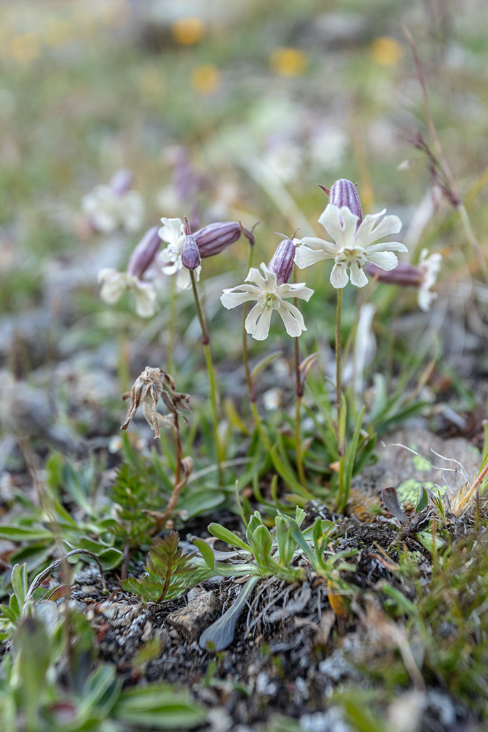 Image of Silene lychnidea specimen.