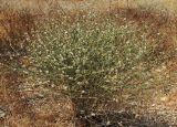 Chondrilla juncea