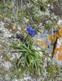 Gentiana decumbens