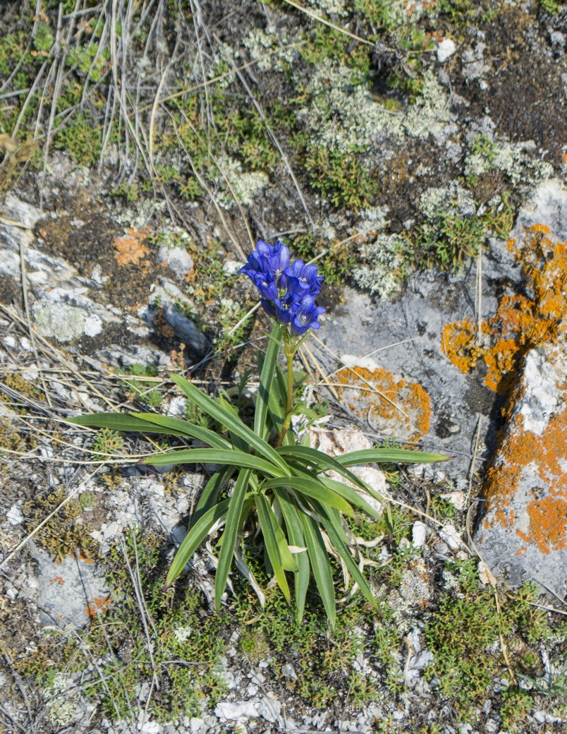 Изображение особи Gentiana decumbens.