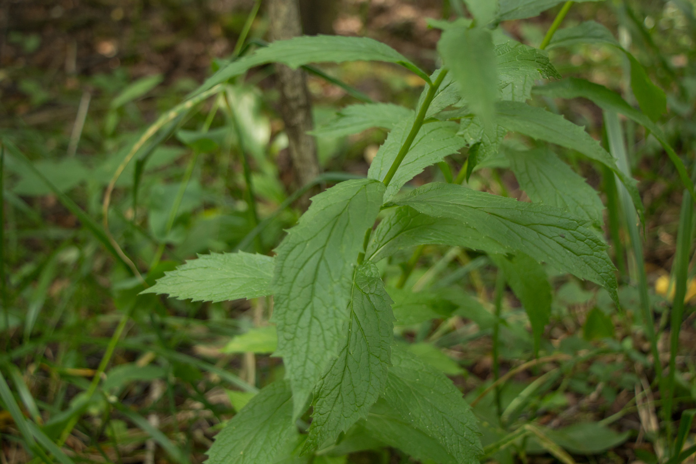 Изображение особи Adenophora liliifolia.