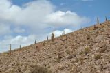 Trichocereus atacamensis