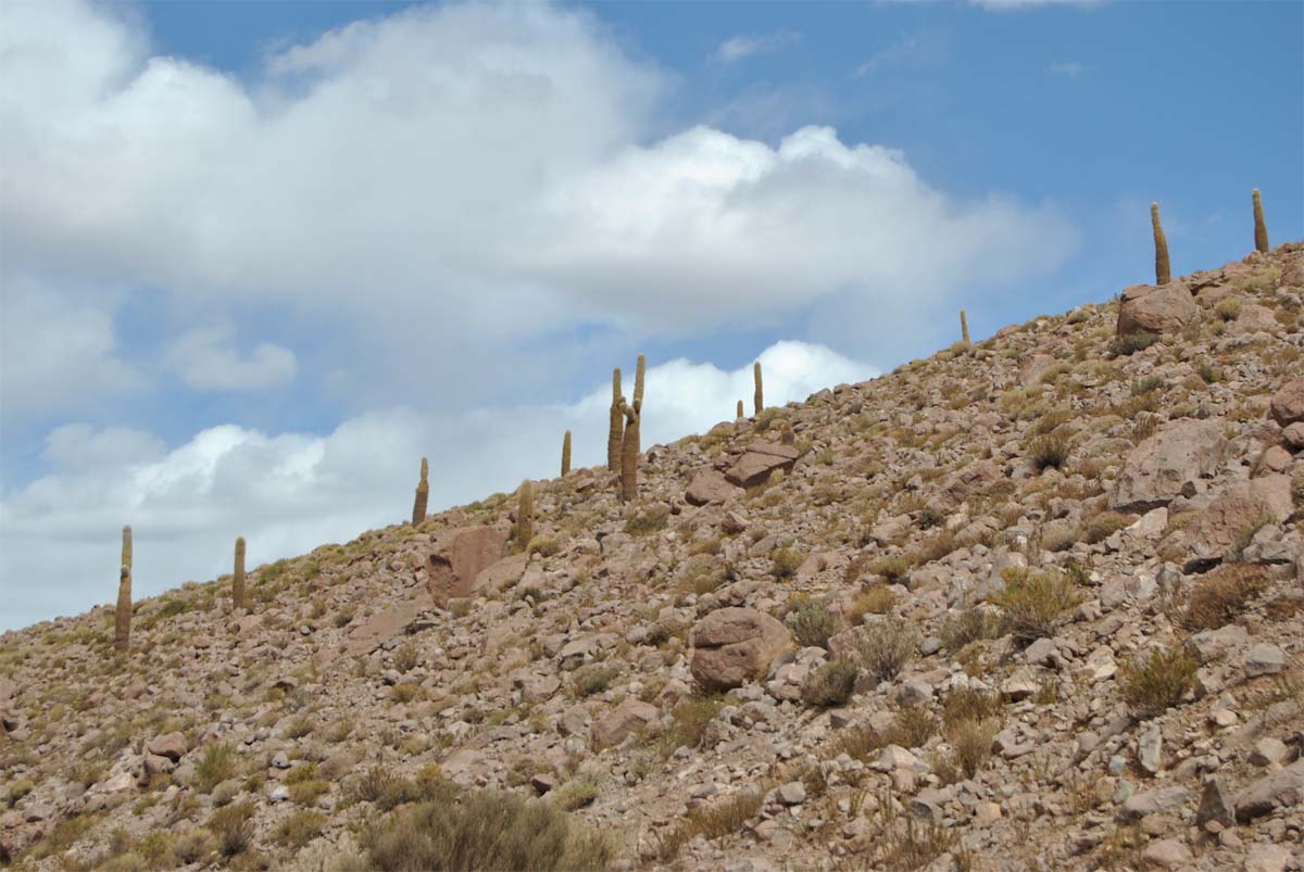 Image of Trichocereus atacamensis specimen.