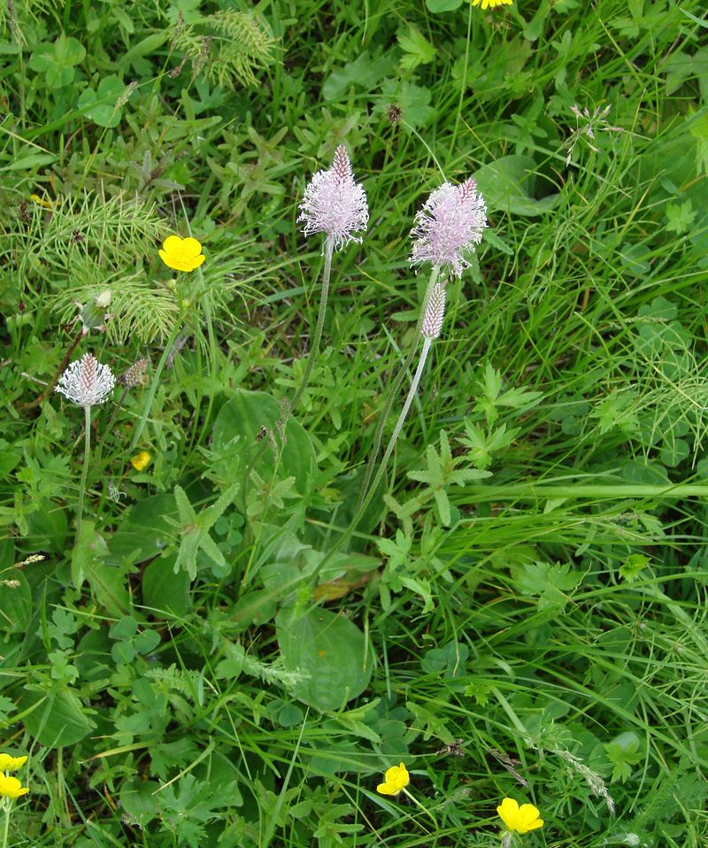 Image of Plantago media specimen.