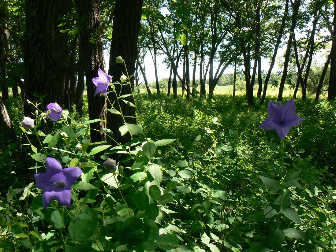 Image of Platycodon grandiflorus specimen.