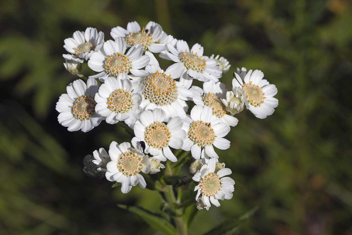 Изображение особи Achillea acuminata.