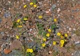 Potentilla nivea