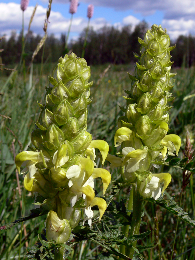 Image of Pedicularis compacta specimen.