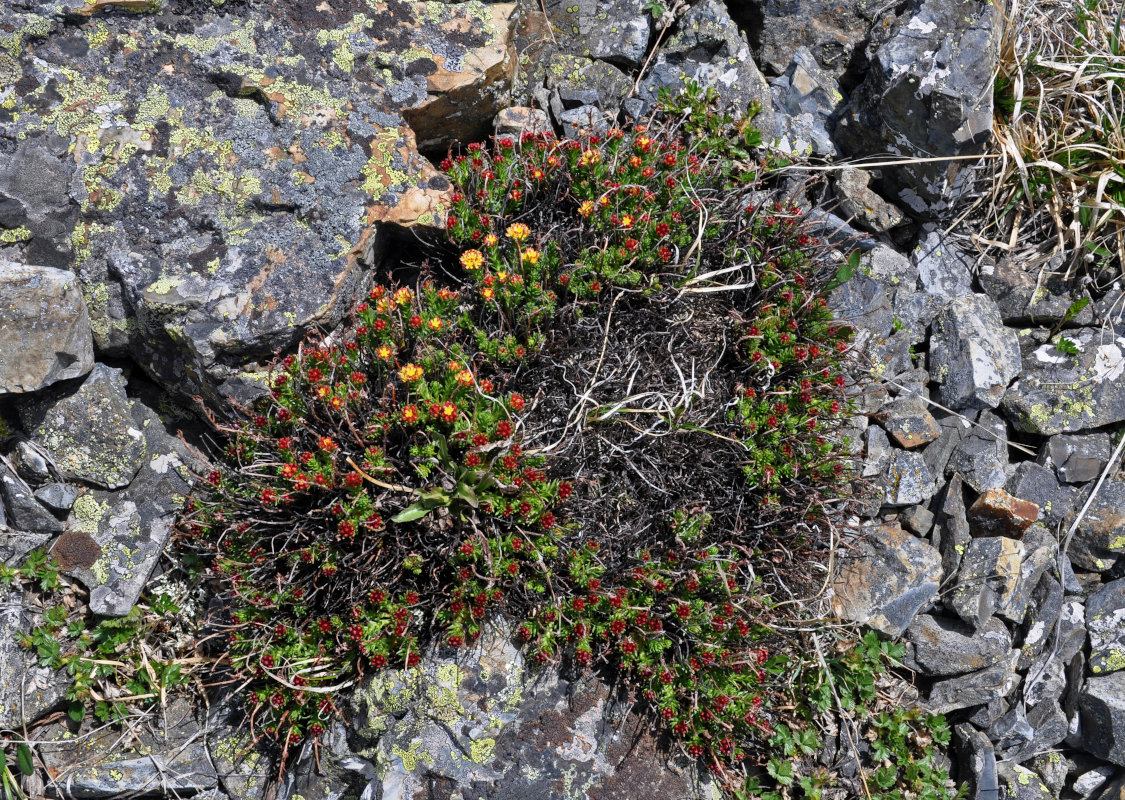 Image of Rhodiola quadrifida specimen.