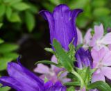 Campanula medium