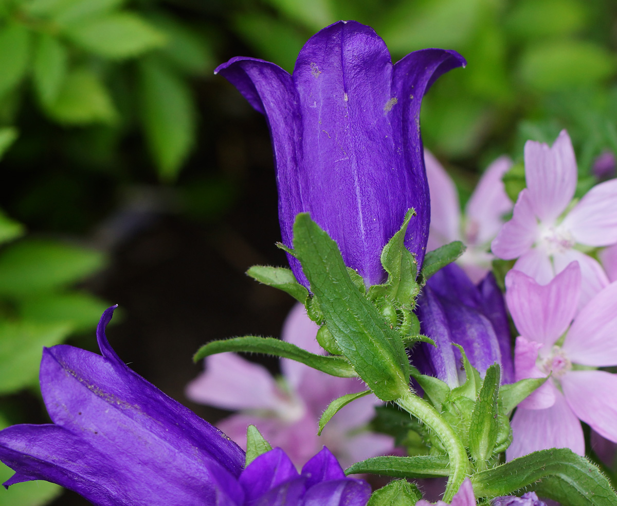 Изображение особи Campanula medium.