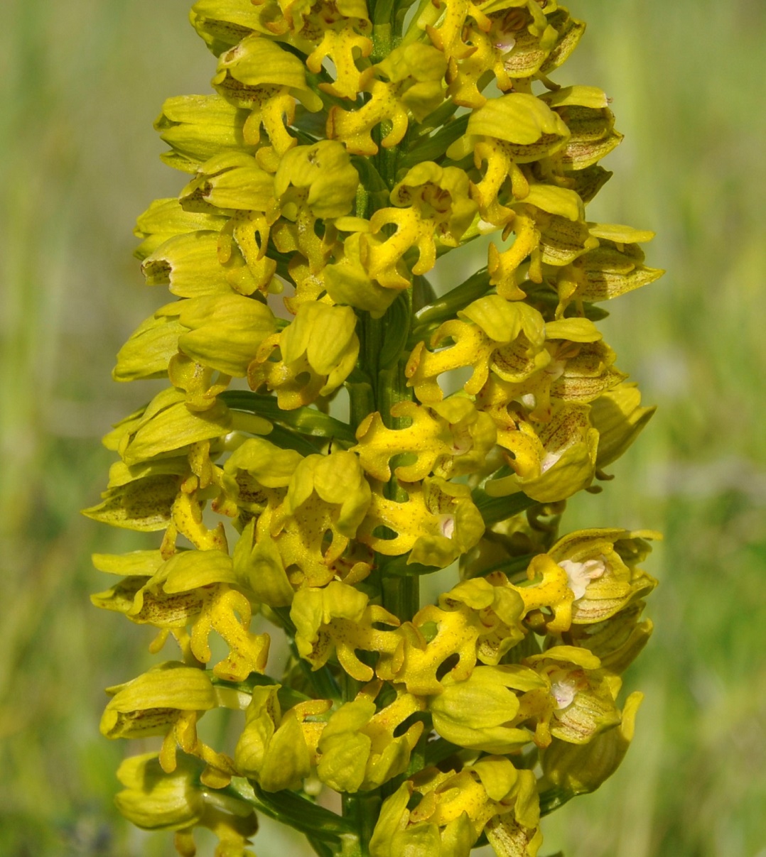 Изображение особи Orchis punctulata.