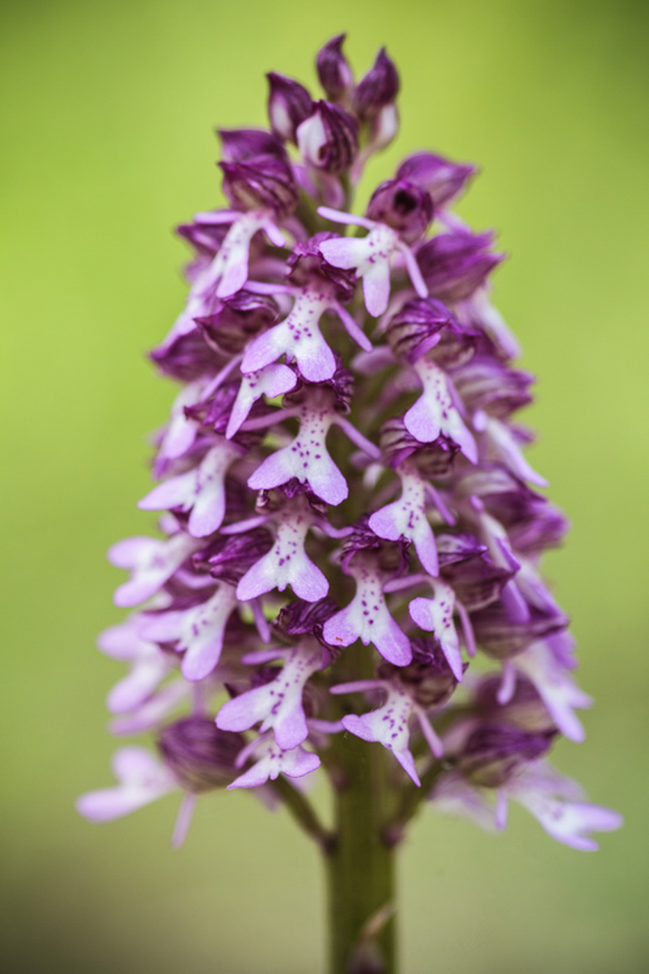 Image of Orchis purpurea ssp. caucasica specimen.