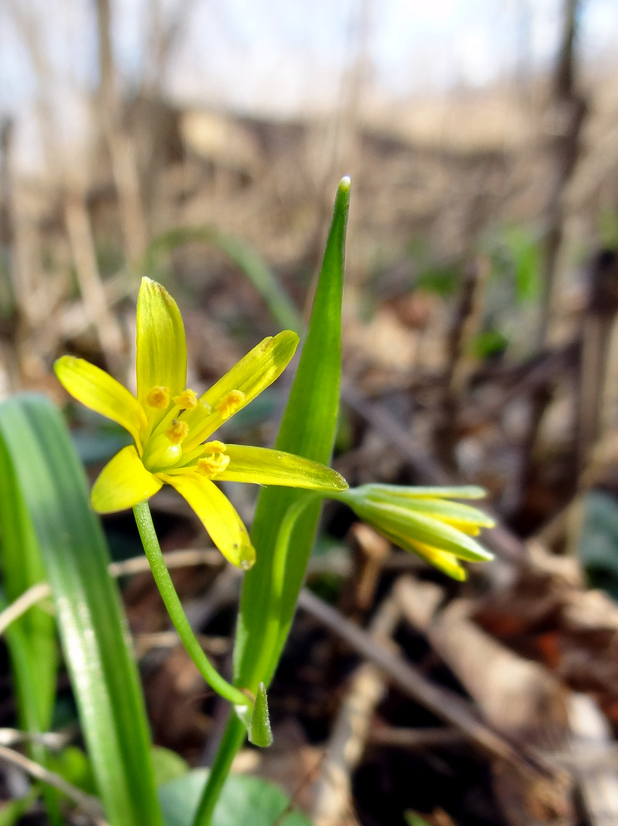 Image of Gagea lutea specimen.