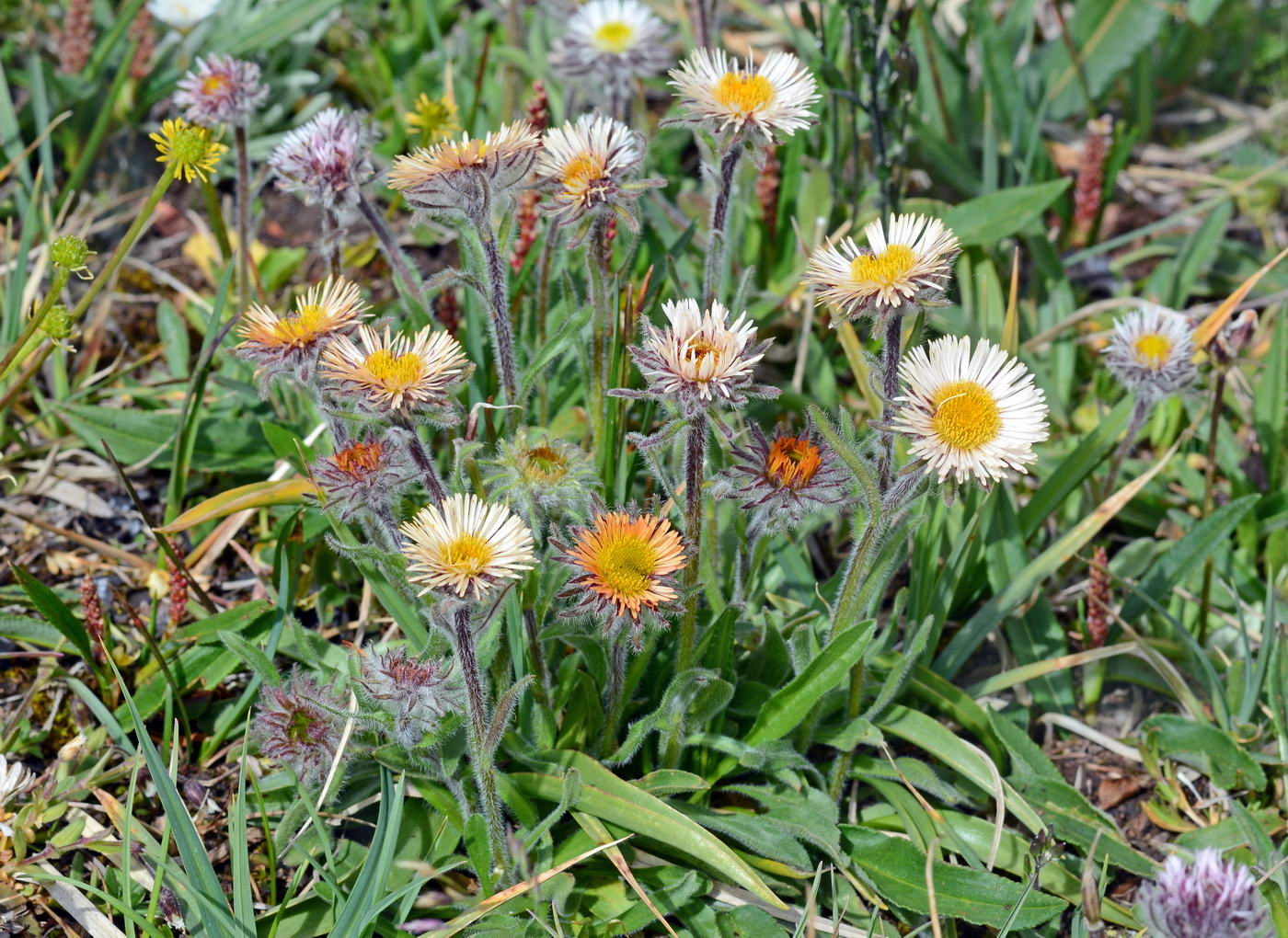 Изображение особи Erigeron lachnocephalus.