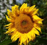 Helianthus annuus