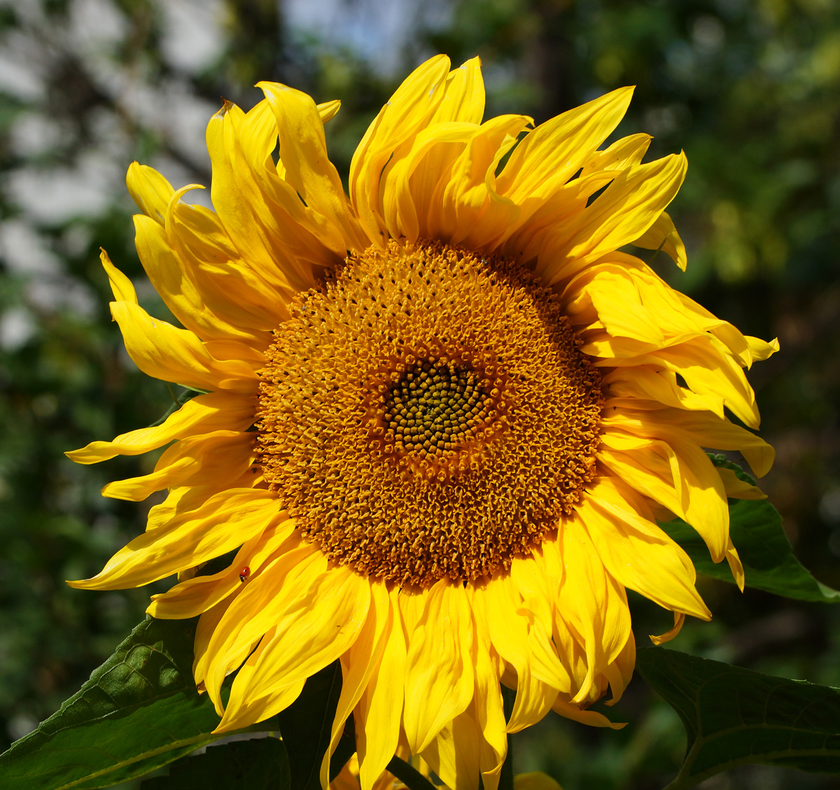 Изображение особи Helianthus annuus.