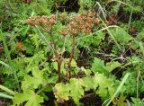 genus Heracleum