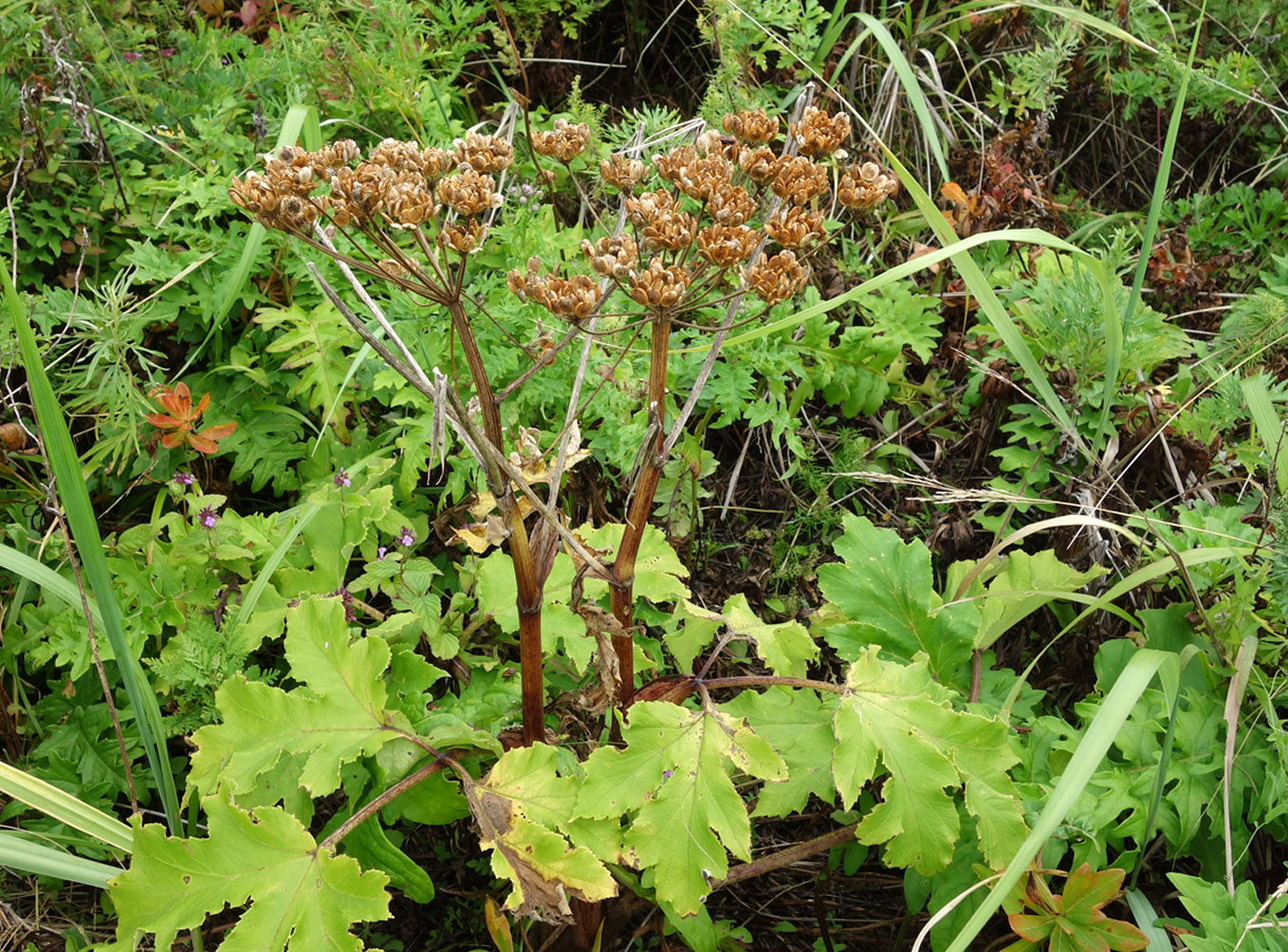 Изображение особи род Heracleum.