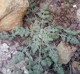 Zosima absinthifolia