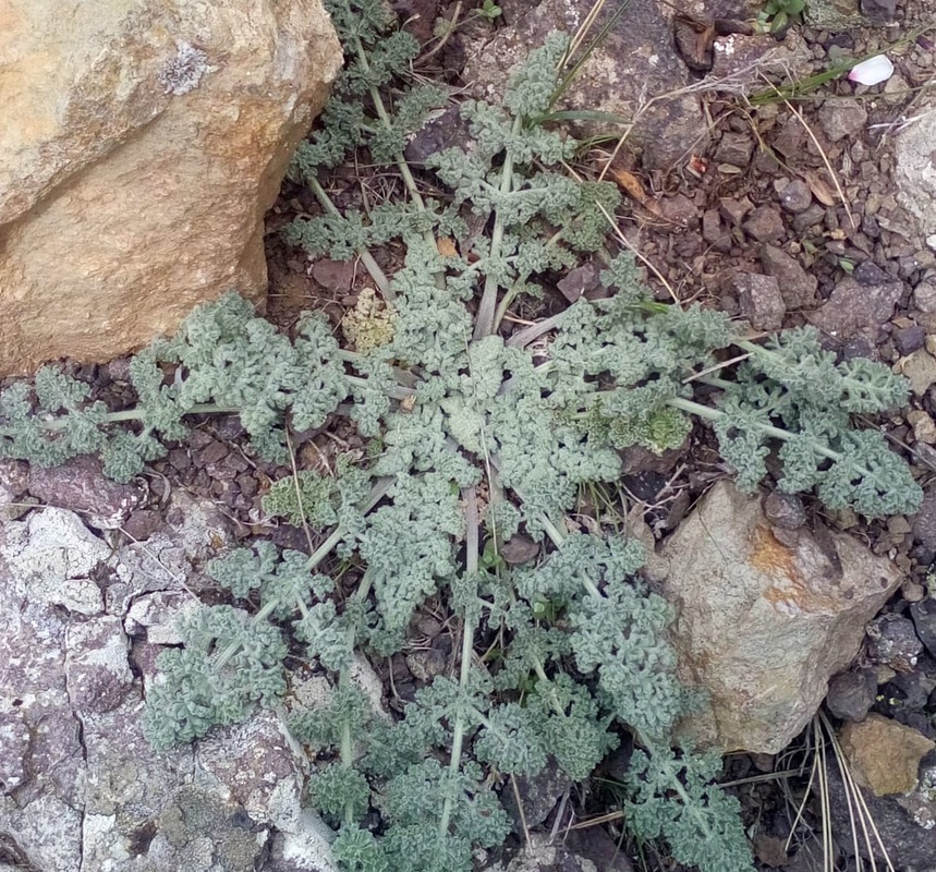 Изображение особи Zosima absinthifolia.