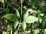 Clematis mandshurica. Листья. Приморский край, окр. пос. Михайловка, невысокая песчаная сопка. 29.08.2019.