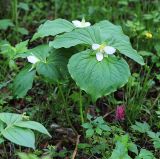 Trillium × komarovii