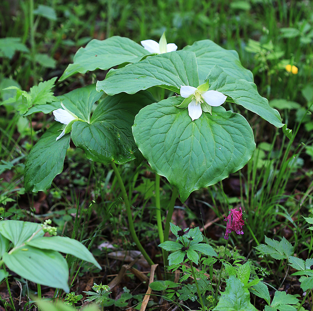 Изображение особи Trillium × komarovii.