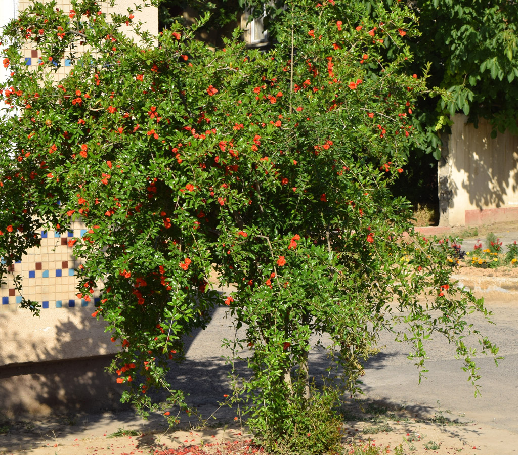 Image of Punica granatum specimen.