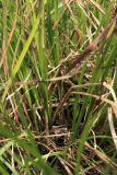 Carex vesicaria