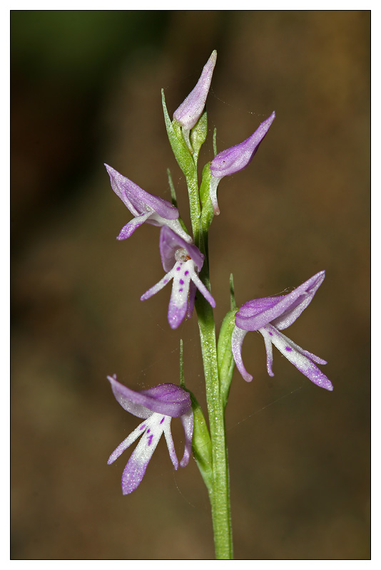 Image of Neottianthe cucullata specimen.