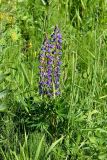 Lupinus polyphyllus. Цветущее растение вместе с дикорастущими травами. Санкт-Петербург, Фрунзенский р-н, берег р. Волковки, склон. 13.06.2020.