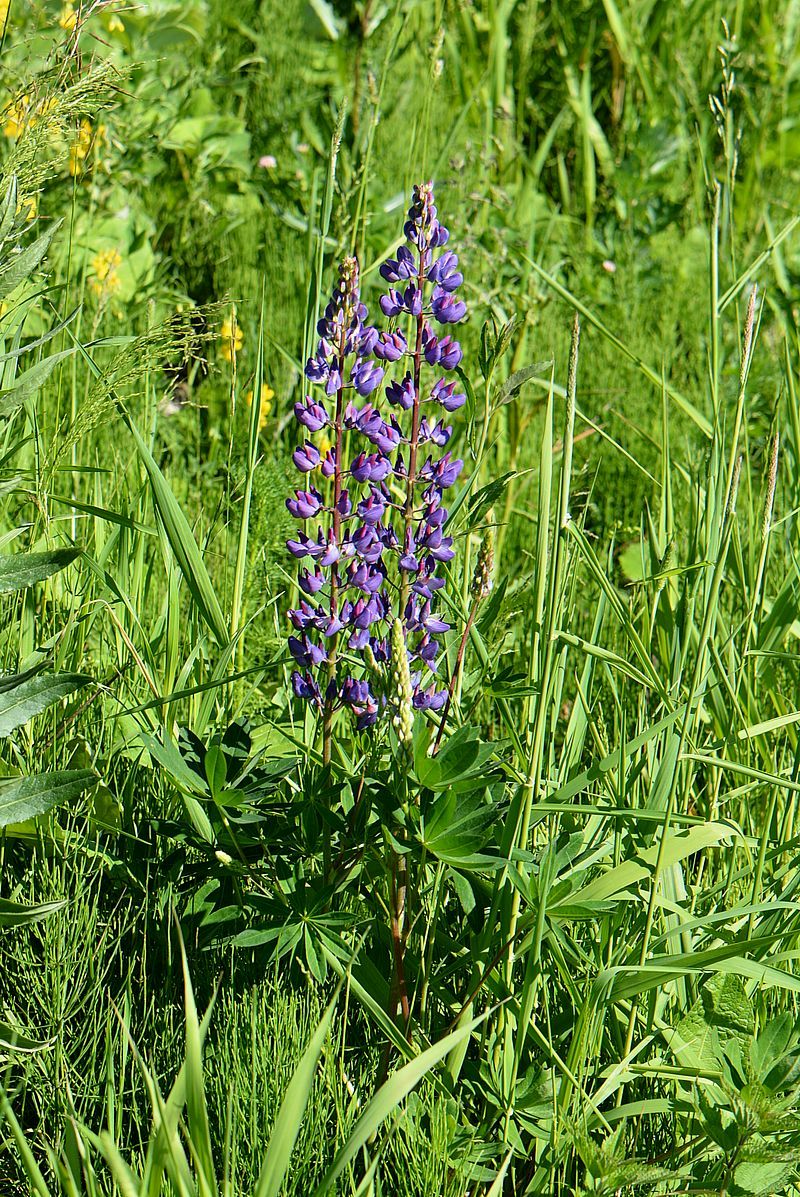 Image of Lupinus polyphyllus specimen.