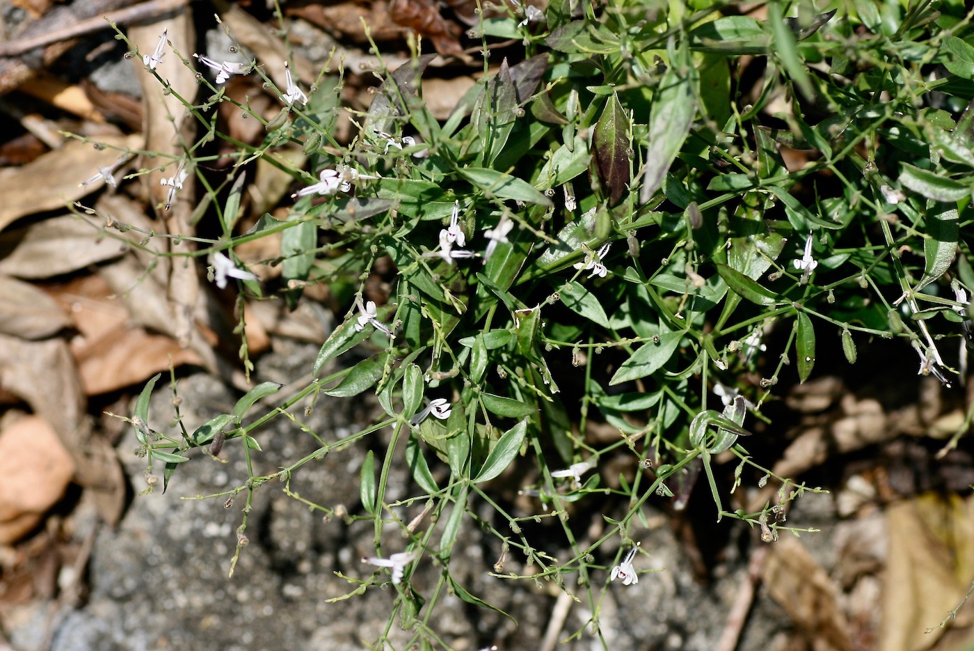 Image of Andrographis paniculata specimen.