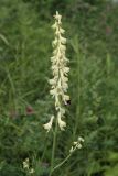 Aconitum barbatum