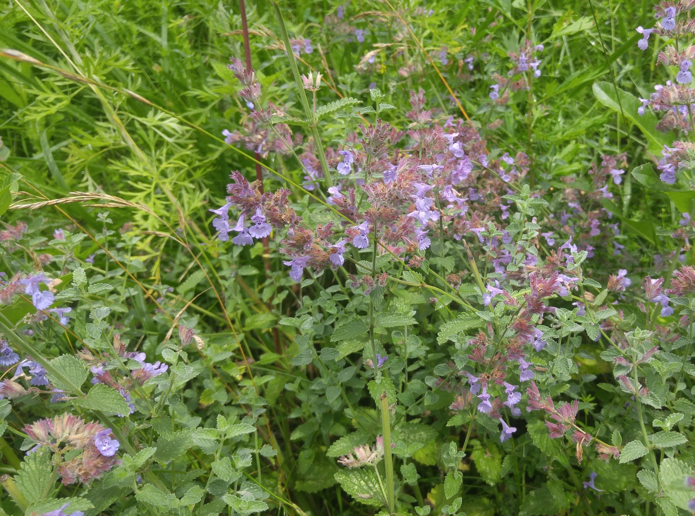 Image of Nepeta grandiflora specimen.