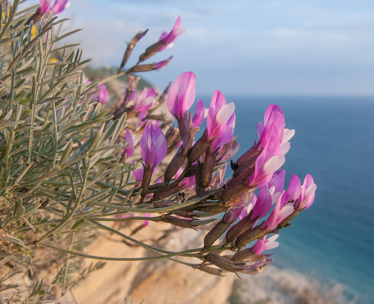 Изображение особи Astragalus subuliformis.