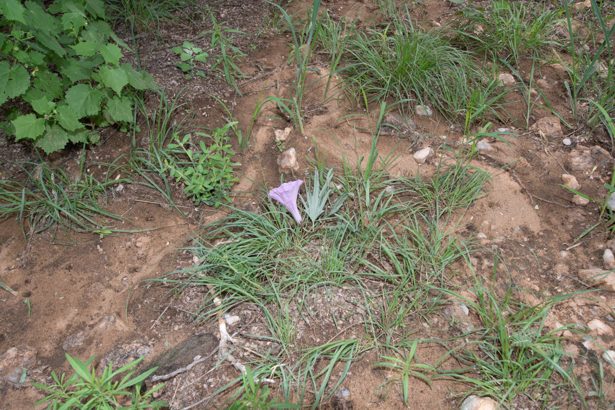 Image of Ipomoea bolusiana specimen.