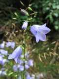 Campanula rotundifolia. Верхушка соцветия с обломанной верхушкой и выступившей капелькой млечного сока. Украина, Волынская обл., Шацкий р-н, окр. с. Свитязь, опушка соснового бора. 6 августа 2006 г.