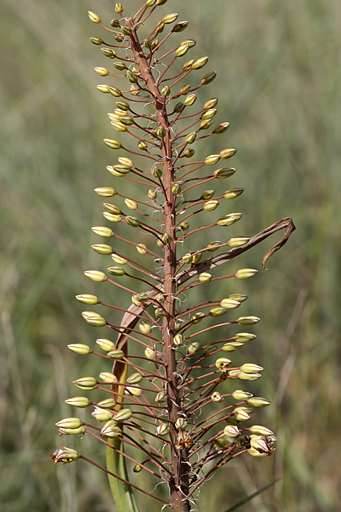 Изображение особи Eremurus soogdianus.