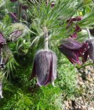 Pulsatilla vulgaris. Раскрывающийся цветок. Санкт-Петербург, Ботанический сад БИН РАН, Сад непрерывного цветения (Северный двор). 03.05.2014.