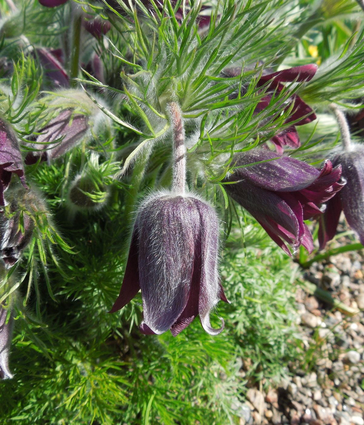 Image of Pulsatilla vulgaris specimen.