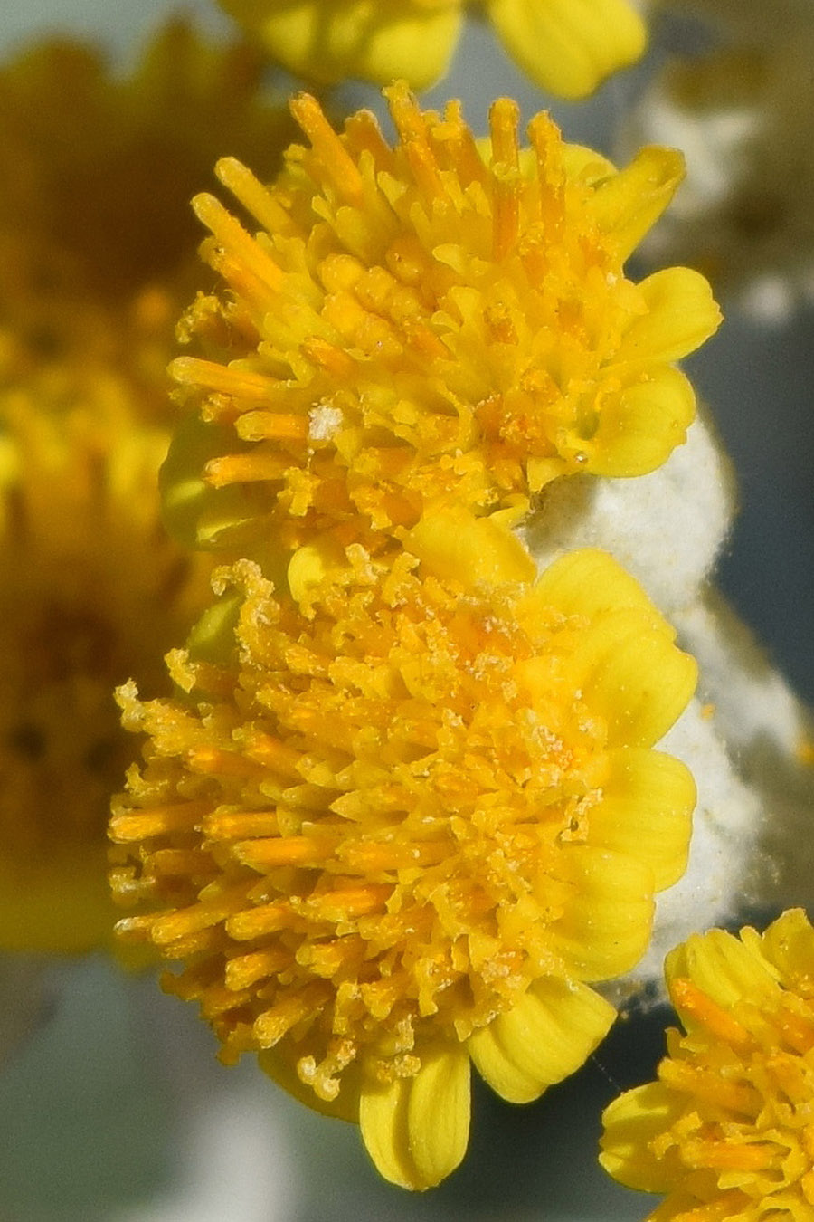 Изображение особи Senecio cineraria.