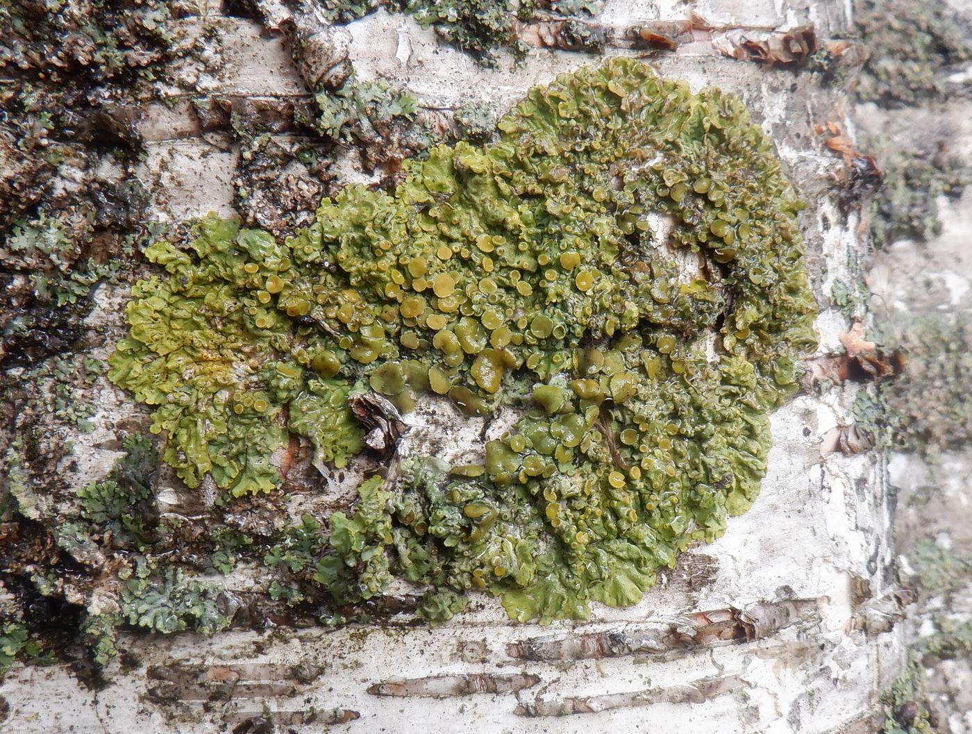 Image of Xanthoria parietina specimen.