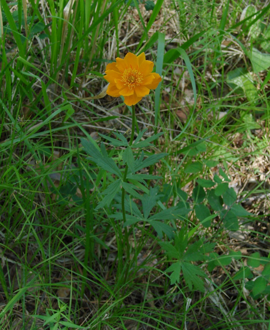 Изображение особи род Trollius.