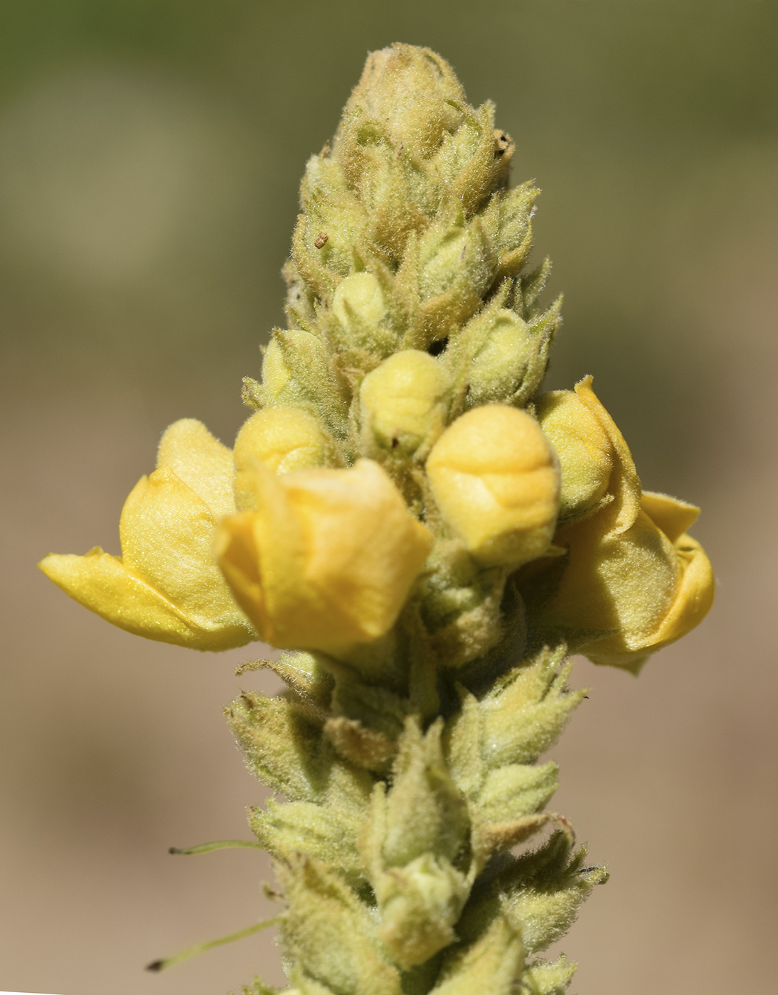 Image of Verbascum thapsus specimen.