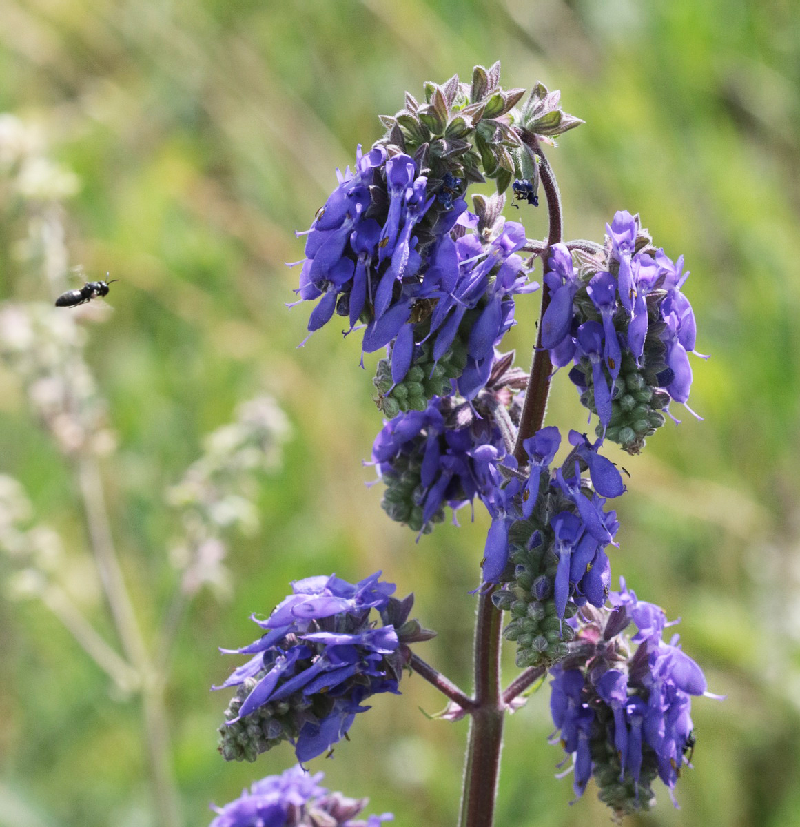 Image of Salvia nutans specimen.